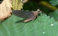 Serratella ignita